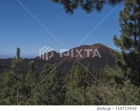 View of black and red cone of Chinyero volcano. Volcanic landscape at Chinyero hiking trail loop. Lava ash, rocks, green endemic Canary island pines and clear blue sky. Tenerife, Spain. Vivid colors. View of black and red cone of Chinyero volcano. Volcanic landscape at Chinyero hiking trail loop. Lava ash, rocks, green endemic Canary island pines and clear blue sky. Tenerife, Spain. Vivid colors. 116715410