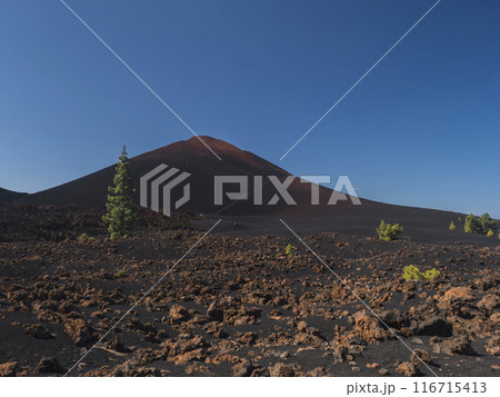 View of black and red cone of Chinyero volcano. Volcanic landscape at Chinyero hiking trail loop. Lava ash, rocks, green endemic Canary island pines and clear blue sky. Tenerife, Spain. Vivid colors. 116715413