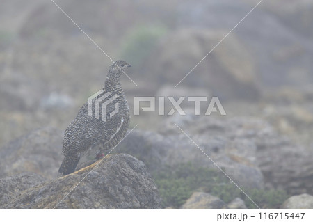 ライチョウ ライチョウ 116715447