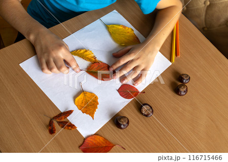 Autumn paintings. Hands of child arranging fallen leaves on leaf. Close-up. Handwork 116715466
