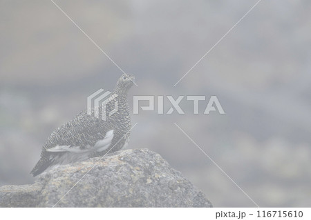 ライチョウ 116715610