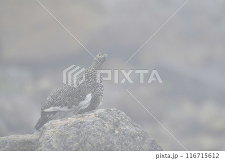 ライチョウ 116715612