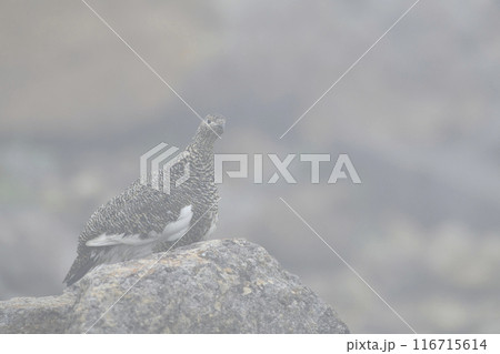 ライチョウ 116715614