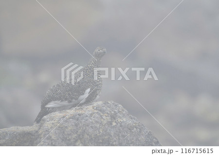 ライチョウ 116715615