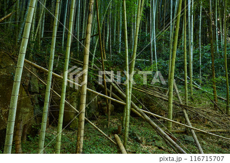 放置竹林イメージ 放置竹林イメージ 116715707