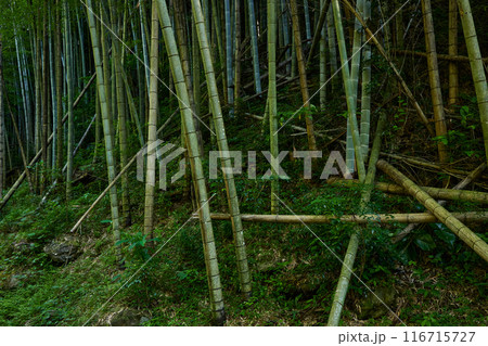 放置竹林イメージ 116715727