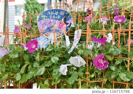 晴れた朝の入谷朝顔市　東京 116715798