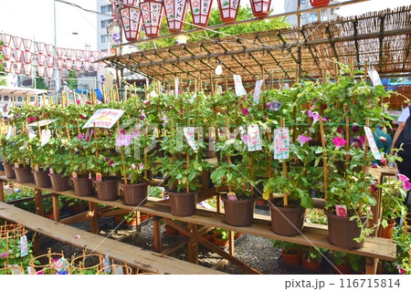 晴れた朝の入谷朝顔市　東京 116715814