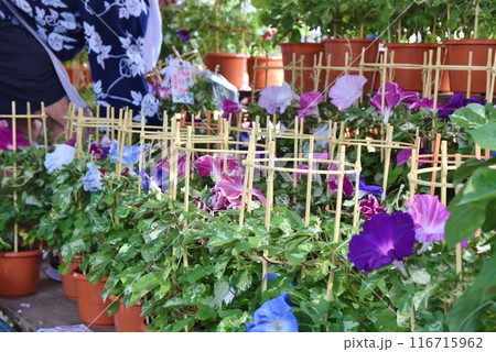 晴れた朝の入谷朝顔市 東京 晴れた朝の入谷朝顔市 東京 116715962