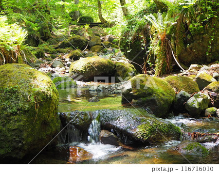 苔むした岩と川 苔むした岩と川 116716010