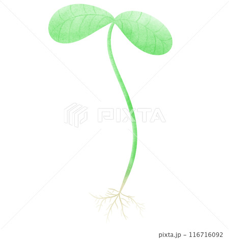 Seedlings strawberry seedlings a plant with green leaves and roots on a transparent background Seedlings strawberry seedlings a plant with green leaves and roots on a transparent background 116716092