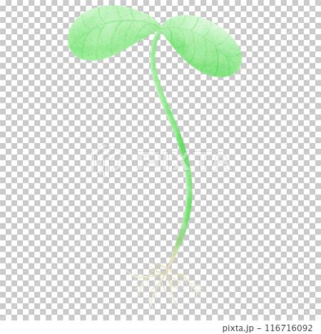 Seedlings strawberry seedlings a plant with green leaves and roots on a transparent background Seedlings strawberry seedlings a plant with green leaves and roots on a transparent background 116716092