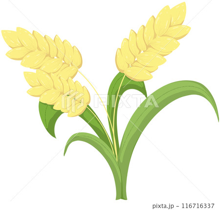 White sesame for cooking or sprinkling on food White sesame for cooking or sprinkling on food 116716337