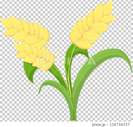 White sesame for cooking or sprinkling on food White sesame for cooking or sprinkling on food 116716337