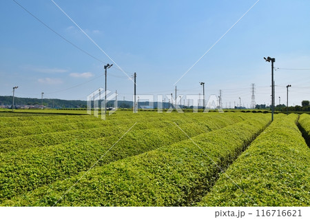 晴れた夏の朝の金子台の茶畑 埼玉 晴れた夏の朝の金子台の茶畑 埼玉 116716621