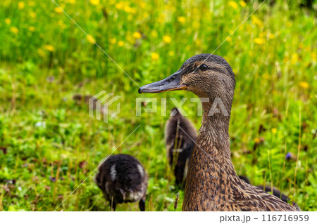 A duck is standing in a field of grass with two other ducks nearby 116716959