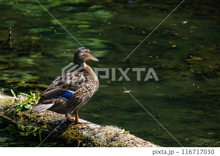 A duck is standing on a log in a pond A duck is standing on a log in a pond 116717030