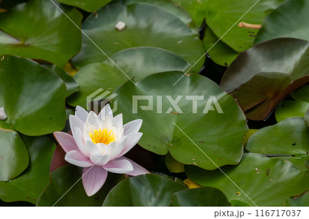 A white flower is sitting on a green leaf 116717037