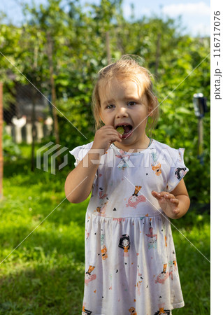 Vertical. A child happily eats sour rhubarb while standing in the garden on a summer day. A cute girl child eats a rhubarb plant from her garden with appetite. 116717076