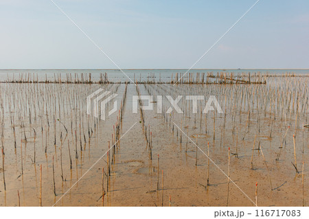 Mangrove kindergarten preserve area seedlings sprouts mangrove forest. Thailand 116717083