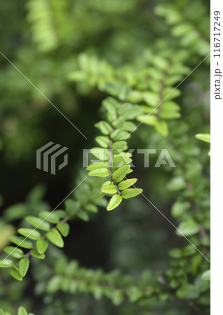 Honeysuckle Green Breeze 116717249