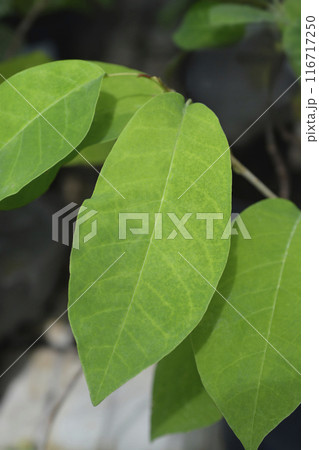Siebolds magnolia 116717250