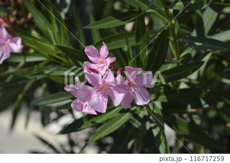 Common oleander 116717259