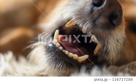 Close-up of a dog's open mouth. 116717289