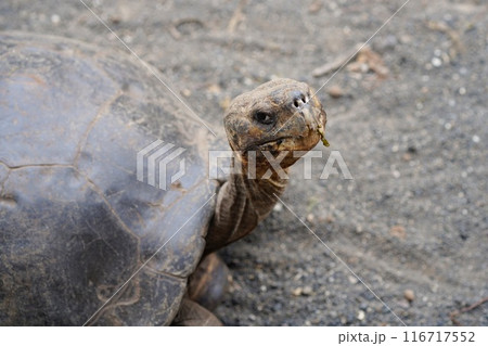 ガラパゴス諸島にいたゾウガメの顔のドアップ 116717552