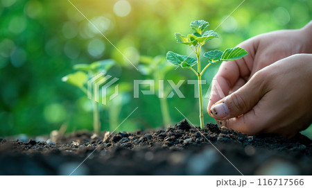 Hand planting a seedling in fertile soil. 116717566