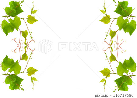 Collage of vine leaves on white. Pattern of vine leaves. Free space for text. 116717586