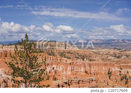 ブライスキャニオン国立公園で並ぶフードゥーと青空 116717604
