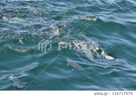 鯛の浦の海 千葉 鯛の浦の海 千葉 116717674