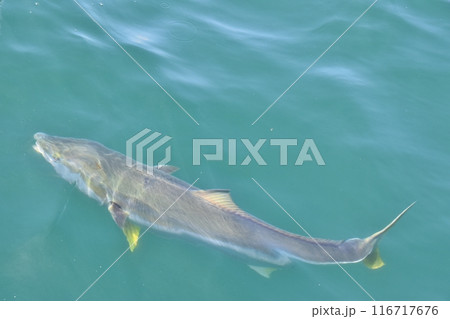 鯛の浦のヒラマサ 千葉 鯛の浦のヒラマサ 千葉 116717676