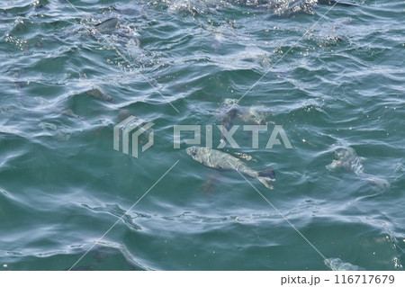 鯛の浦の海　千葉 116717679