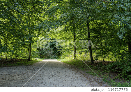 Forest in frederiksborg park and lake. hillerod denmark. 116717776