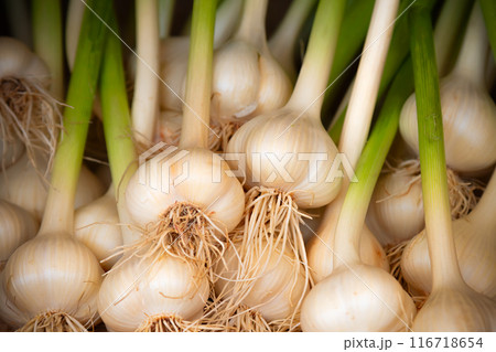 garlic at the farm market fresh organic vegetable spice garlic at the farm market fresh organic vegetable spice 116718654