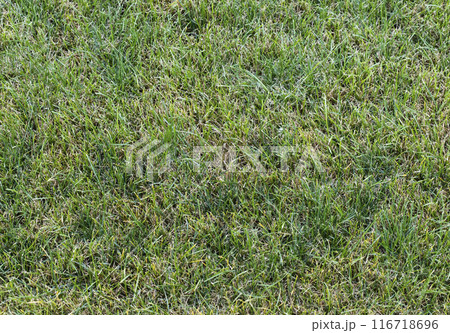 lawn grass, seamless texture, pavement, tile horizontal and vertical lawn grass, seamless texture, pavement, tile horizontal and vertical 116718696