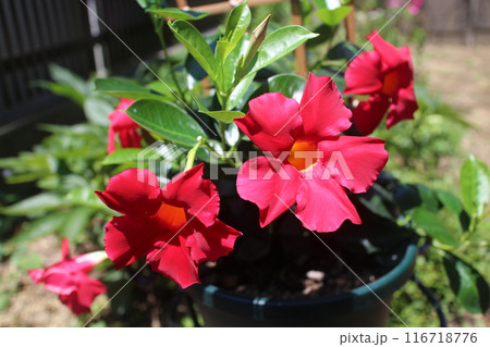 サンパラソルの赤い花 116718776