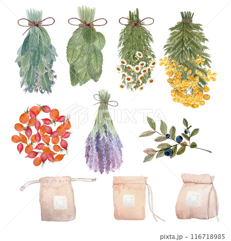 Lemon balm, lavender, blue tansy, blueberry, rose hips, chamomile bunches tea bags watercolor set isolated on white. High quality hand drawn art. For packages, infusions, herbal medicine, stickers Lemon balm, lavender, blue tansy, blueberry, rose hips, chamomile bunches tea bags watercolor set isolated on white. High quality hand drawn art. For packages, infusions, herbal medicine, stickers 116718985