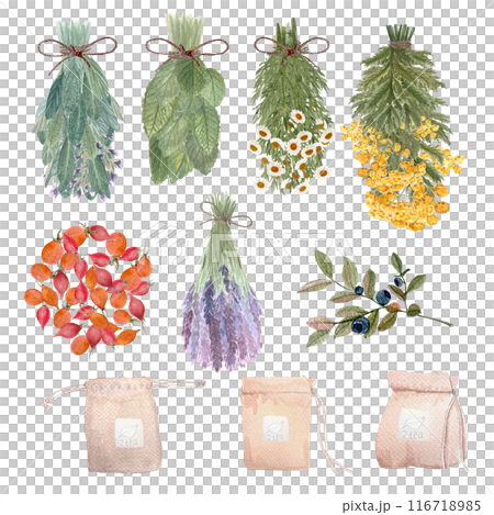 Lemon balm, lavender, blue tansy, blueberry, rose hips, chamomile bunches tea bags watercolor set isolated on white. High quality hand drawn art. For packages, infusions, herbal medicine, stickers Lemon balm, lavender, blue tansy, blueberry, rose hips, chamomile bunches tea bags watercolor set isolated on white. High quality hand drawn art. For packages, infusions, herbal medicine, stickers 116718985