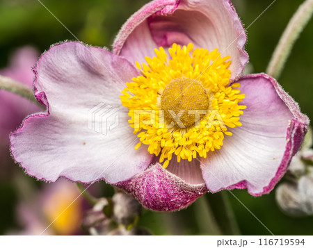 Japanese Anemone flower in blossom Japanese Anemone flower in blossom 116719594
