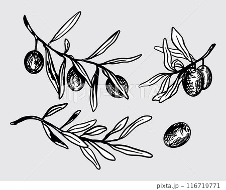 Olives twigs set. Leaves and fruits. Hand drawn vector illustration in graphic style. For oil labels, cosmetics, banners, cards, posters, flyers. Olives twigs set. Leaves and fruits. Hand drawn vector illustration in graphic style. For oil labels, cosmetics, banners, cards, posters, flyers. 116719771