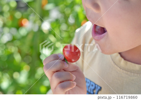 家庭菜園で出来たミニトマトを食べる子供 家庭菜園で出来たミニトマトを食べる子供 116719860