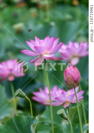茨城県大子町 芦野倉ハスの里 満開の蓮田 茨城県大子町 芦野倉ハスの里 満開の蓮田 116719961