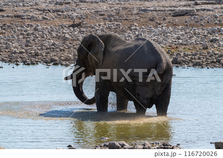 African Elephant drinking at a water hole African Elephant drinking at a water hole 116720026