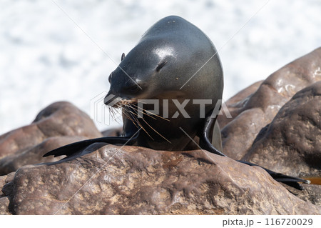 One seal emerging from the water 116720029