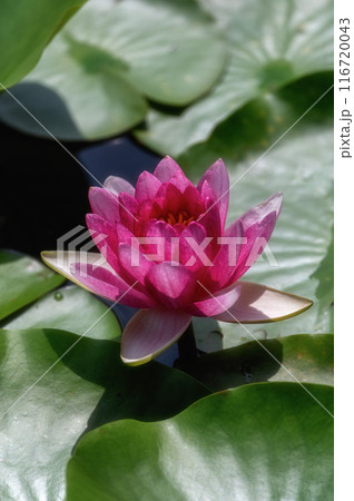 茨城県那珂市　宮の池公園のスイレン 116720043