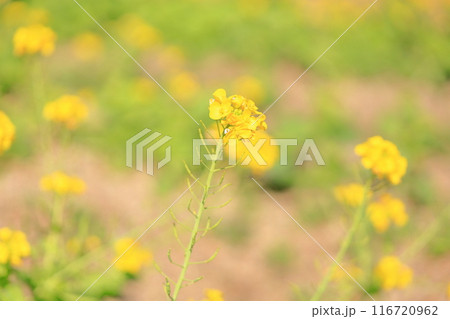 菜の花 満開 菜の花 満開 116720962