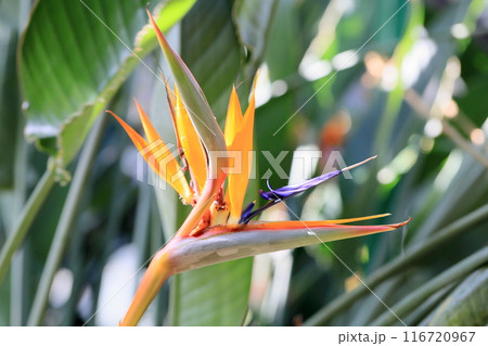 ゴクラクチョウカの花 ゴクラクチョウカの花 116720967